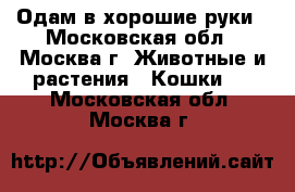 Одам в хорошие руки - Московская обл., Москва г. Животные и растения » Кошки   . Московская обл.,Москва г.